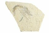 Cretaceous Fossil Shrimp - Lebanon #249843-1